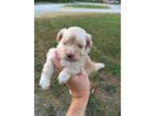 Mutt Puppy for sale in Clay City, IN, USA
