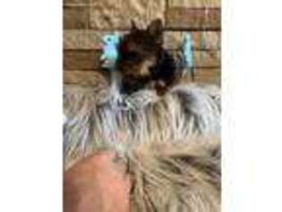 Yorkshire Terrier Puppy for sale in Williamstown, KY, USA