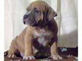 Mutt Puppy for sale in Greenbrier, TN, USA