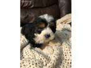 Mutt Puppy for sale in Bellville, OH, USA