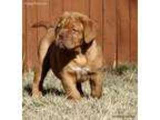 American Bull Dogue De Bordeaux Puppy for sale in Aurora, CO, USA