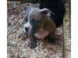 Mutt Puppy for sale in Bridgewater, NJ, USA