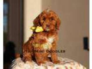Goldendoodle Puppy for sale in Santa Clara, UT, USA