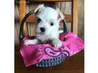 Maltese Puppy for sale in Weston, ID, USA