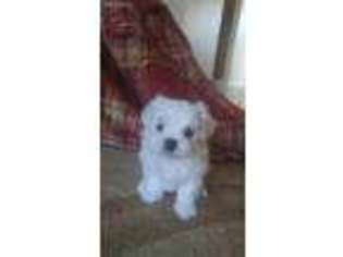 Maltese Puppy for sale in Garland, TX, USA