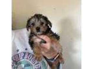 Yorkshire Terrier Puppy for sale in Cumming, GA, USA