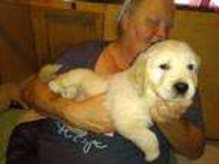 Golden Retriever Puppy for sale in Freeport, OH, USA