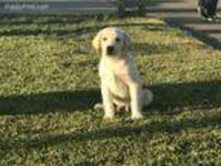 Labrador Retriever Puppy for sale in Norco, CA, USA