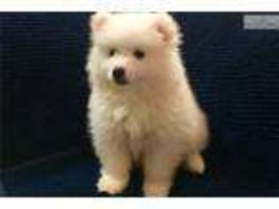 American Eskimo Dog Puppy for sale in Charlotte, NC, USA