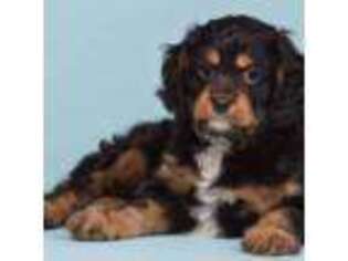 Cavapoo Puppy for sale in Florissant, MO, USA
