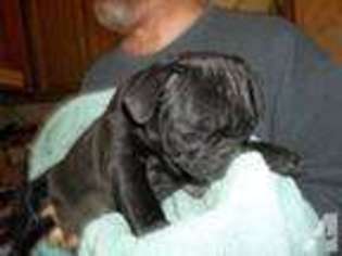 Pug Puppy for sale in HUDSON, IN, USA