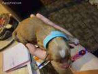 Golden Retriever Puppy for sale in Aurora, IL, USA