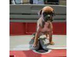 Boxer Puppy for sale in Bourbon, IN, USA
