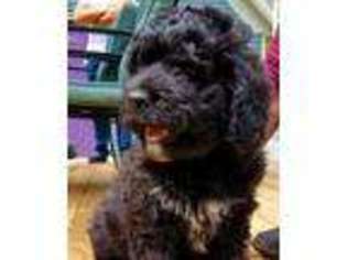 Mutt Puppy for sale in Scarborough, ME, USA