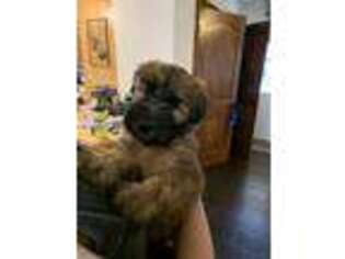 Soft Coated Wheaten Terrier Puppy for sale in Menahga, MN, USA