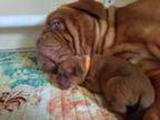 American Bull Dogue De Bordeaux Puppy for sale in Valley Stream, NY, USA