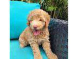 Mutt Puppy for sale in Daytona Beach, FL, USA