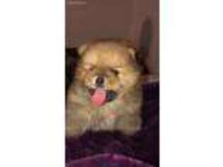 Pomeranian Puppy for sale in Fort Lauderdale, FL, USA