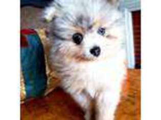 Pomeranian Puppy for sale in La Grange, IL, USA