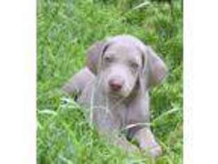 Weimaraner Puppy for sale in VALLEY VIEW, PA, USA