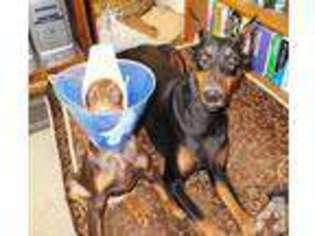 Doberman Pinscher Puppy for sale in SILVER SPRINGS, NV, USA