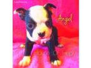 Boston Terrier Puppy for sale in Arnold, MO, USA