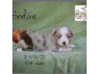 Miniature Australian Shepherd Puppy for sale in Madisonville, TX, USA