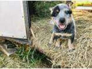 Medium Photo #1 Australian Cattle Dog Puppy For Sale in Tampa, FL, USA