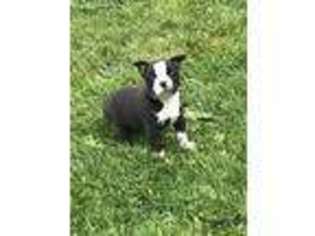 Boston Terrier Puppy for sale in Roy, WA, USA