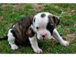 American Bulldog Puppy for sale in Rocky Comfort, MO, USA