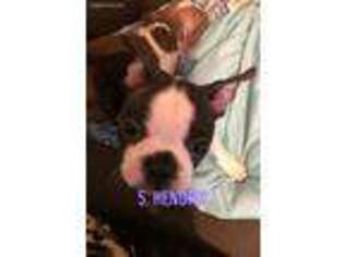 Boston Terrier Puppy for sale in Norman, OK, USA