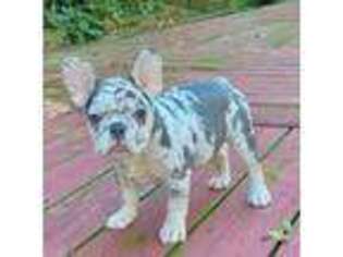 French Bulldog Puppy for sale in Woodbridge, NJ, USA