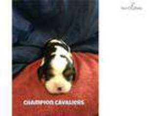 Cavalier King Charles Spaniel Puppy for sale in Pierre, SD, USA