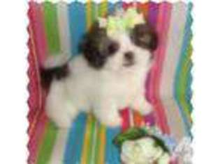 Mutt Puppy for sale in BEAUMONT, TX, USA