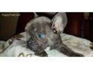 French Bulldog Puppy for sale in Winnebago, IL, USA