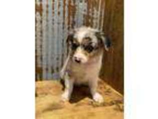 Australian Shepherd Puppy for sale in Trenton, MO, USA