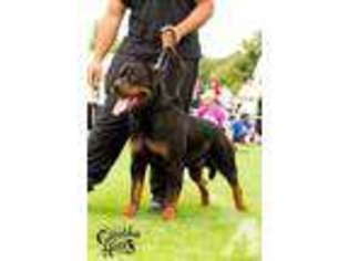 Rottweiler Puppy for sale in HAMPTON, CT, USA