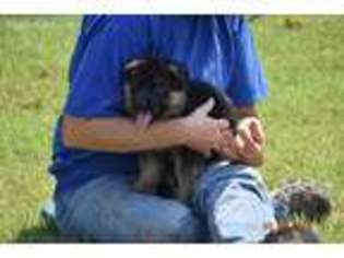 German Shepherd Dog Puppy for sale in Stillwater, OK, USA