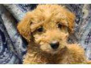Labradoodle Puppy for sale in Florence, AL, USA