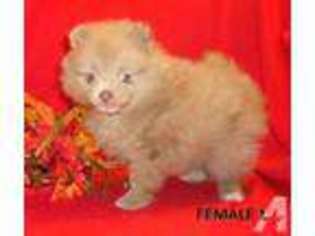 Pomeranian Puppy for sale in WILLOW SPRING, NC, USA