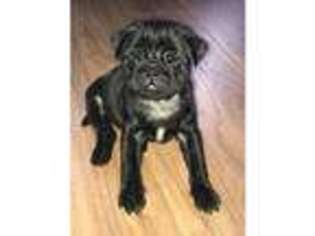 Pug Puppy for sale in West Bromwich, West Midlands (England), United Kingdom