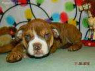 Olde English Bulldogge Puppy for sale in West Plains, MO, USA