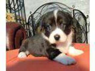 Cardigan Welsh Corgi Puppy for sale in Fort Worth, TX, USA