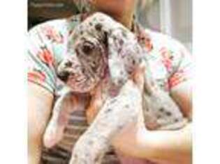 Great Dane Puppy for sale in Goddard, KS, USA