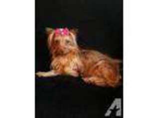 Yorkshire Terrier Puppy for sale in BELEWS CREEK, NC, USA