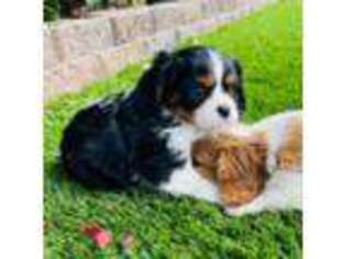 Cavalier King Charles Spaniel Puppy for sale in Lincoln, CA, USA