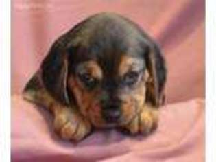 Beagle Puppy for sale in Greensboro, NC, USA
