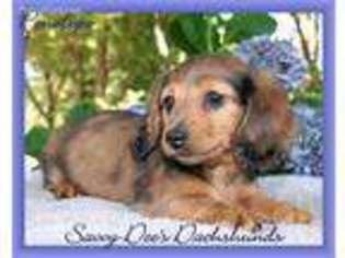 Dachshund Puppy for sale in Searcy, AR, USA