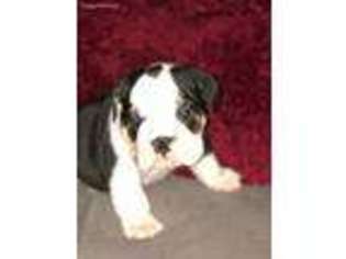 Bulldog Puppy for sale in Baxter Springs, KS, USA