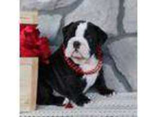Bulldog Puppy for sale in Denver, PA, USA